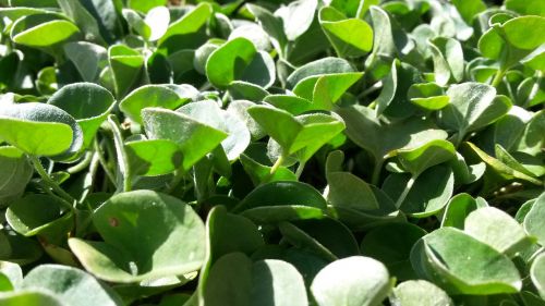 dichondra green spring