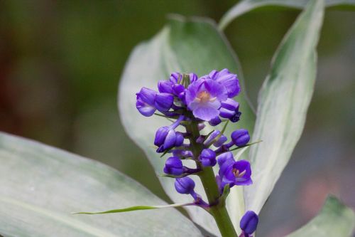 dichorisandra thyrsiflora flowers blue