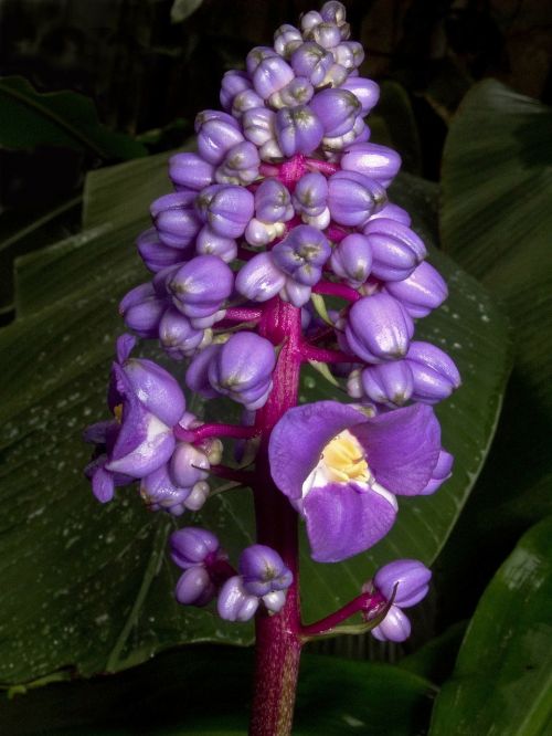 dichorisandra thyrsiflora flower plant