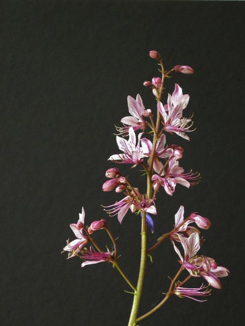 dictamnus flower pink