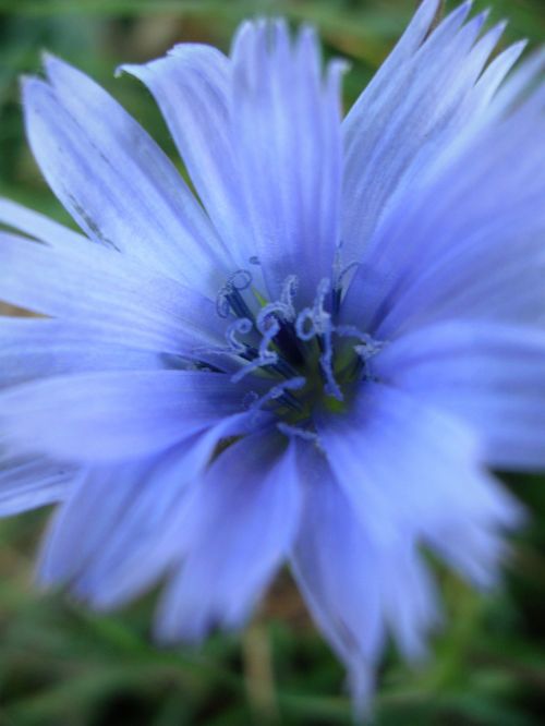 Blue Flower