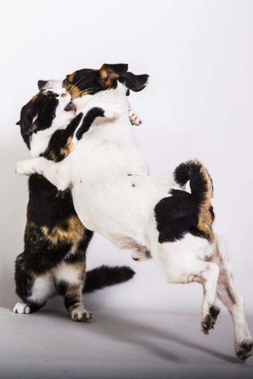 dierenhond and cat quarrel love