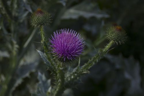 diestel flower garden