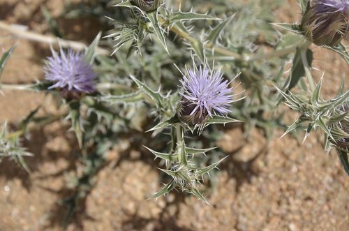 diestel  flower  desert