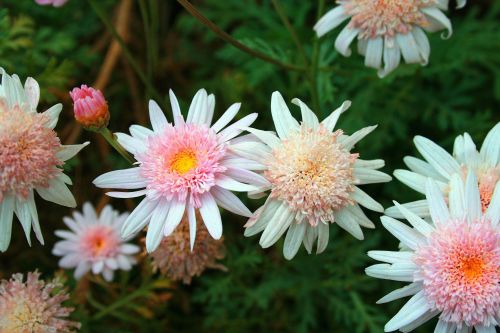 Different Looking Daisies