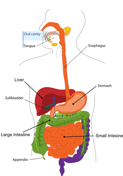 digestion intestine digestive