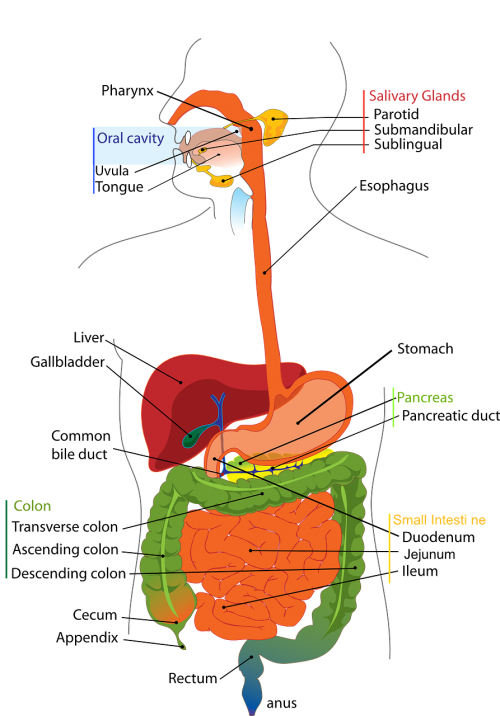 digestive system human