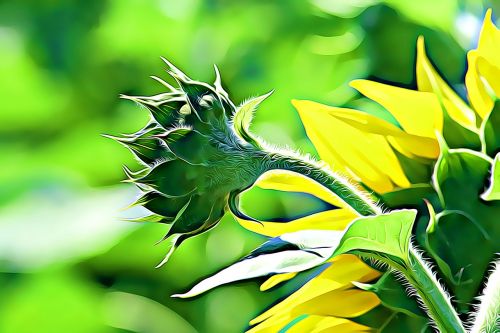 digital graphics sunflower