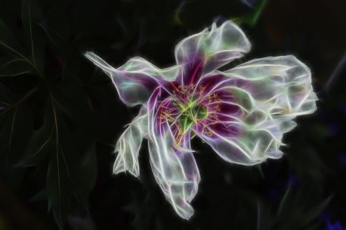 digital flower digital art