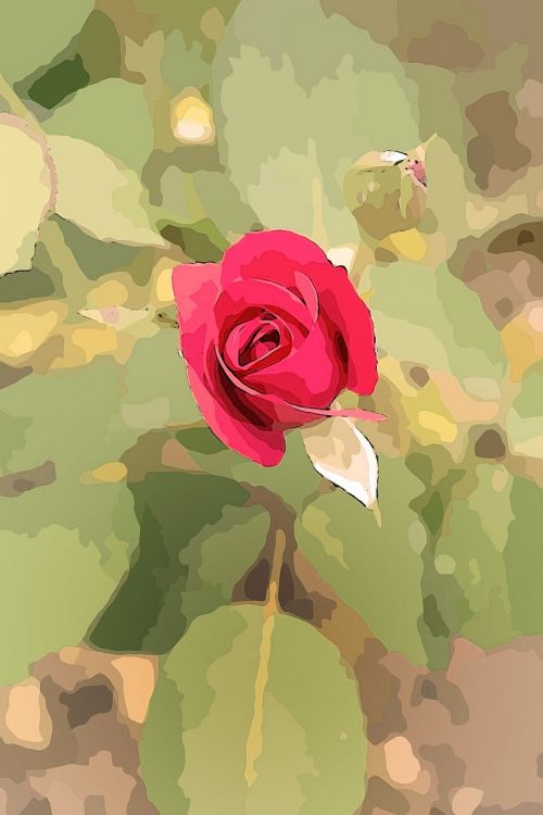 rose plant flower