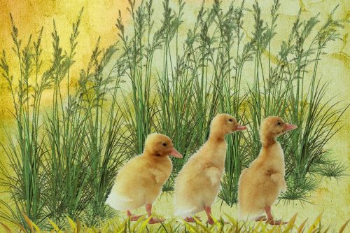 digital art chicks grass