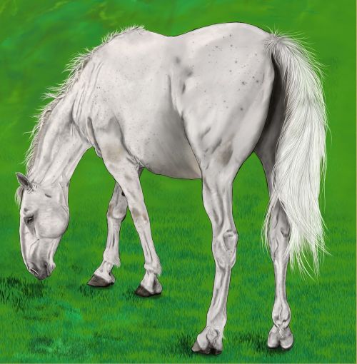 digital artwork painting horse