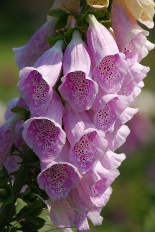 digitalis foxglove flower