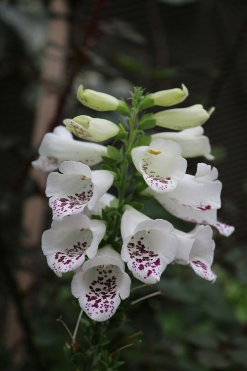 digitalis white flower