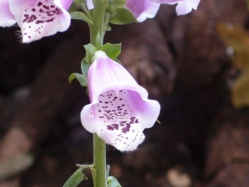 digitalis foxglove flower