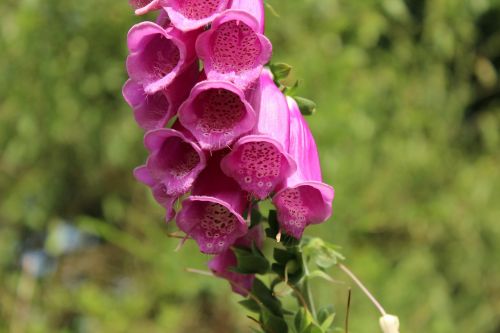 digitalis flower pink