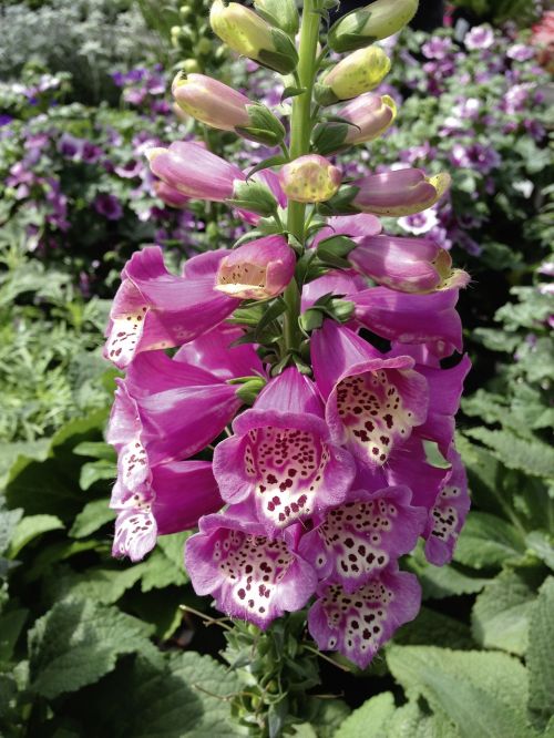 digitalis purpurea thimble toxic