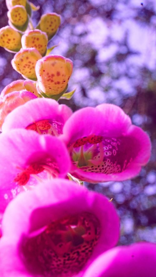 digitalis purpurea flower nature