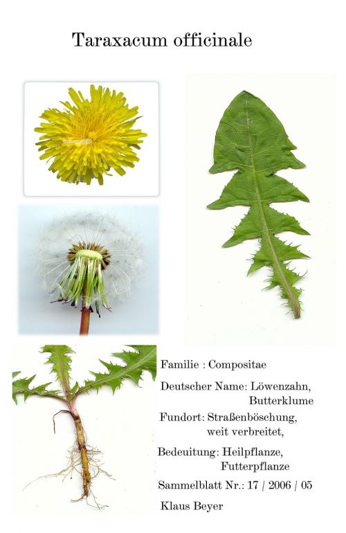 digitized herbarblatt medicinal plant scanners