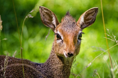 dik dik antelope zoo