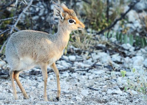 dik methodology namibia etosha