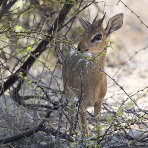 dikdik antelope small