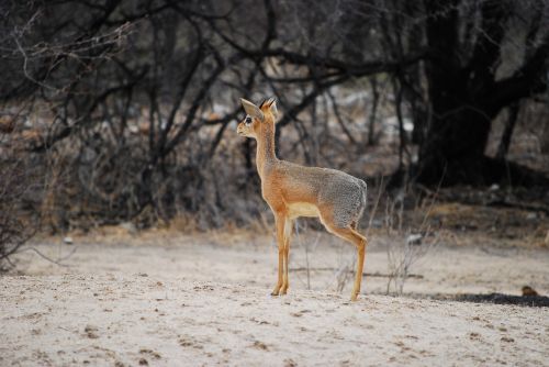 dikdik antelope small