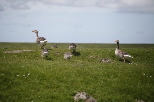 dike north sea wild geese
