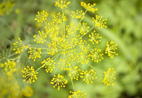 dill blossom flower