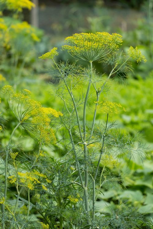 dill herb plant