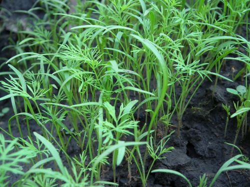 dill spices seedlings