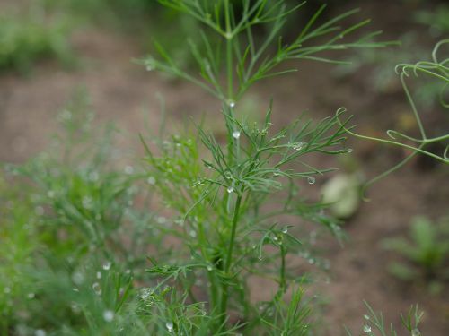 dill after the rain raindrops