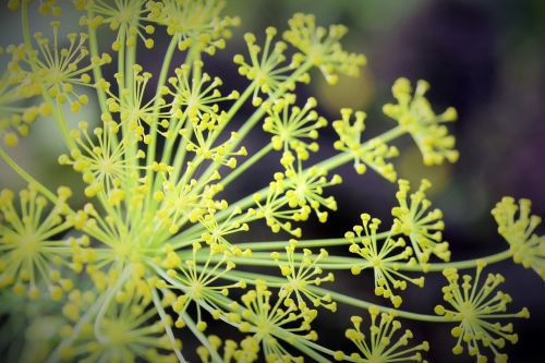 dill seed summer