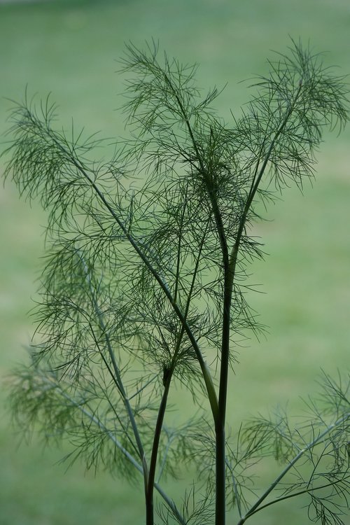dill  herb  plant