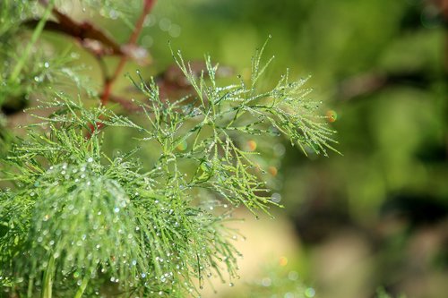 dill  plant  spice