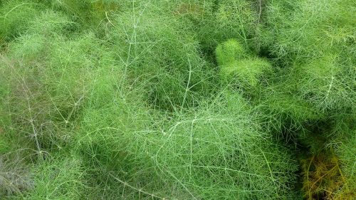 dill herbs nature