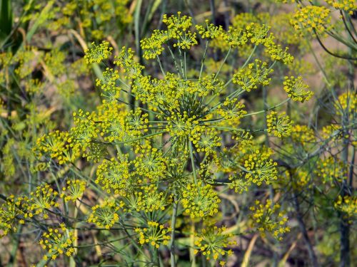 dill flowers dill spices