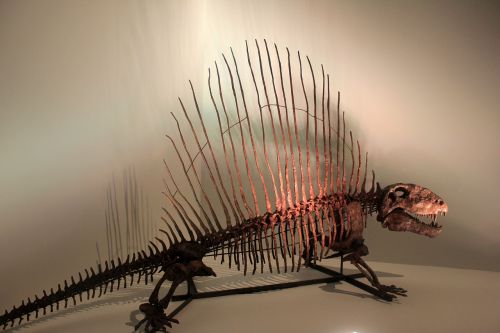 dimetrodon dinosaur skeleton