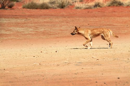 dingo wildlife australia