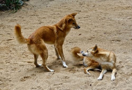 dingo wild australian