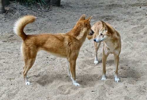 dingo dog canine