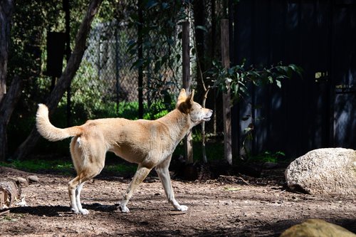 dingo  australian  mammal