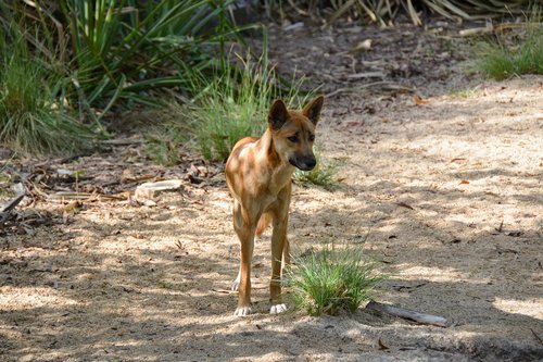 dingo  dog  animal