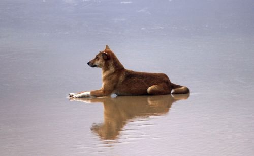 dingo beach water