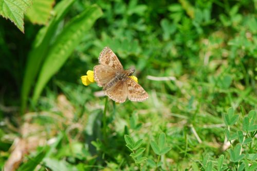 dingy skipper skipper butterfly