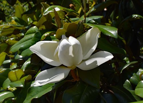 dinner-plate magnolia flower opening magnolia