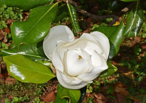 dinner-plate magnolia flower opening magnolia