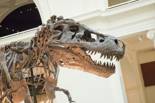 dinosaur fossil t-rex