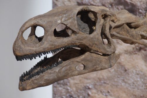 dinosaur bone skeleton
