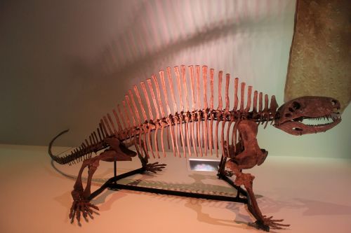 dinosaur skeleton bones